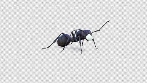 Ant Walk and Idle mit Zuckerstück