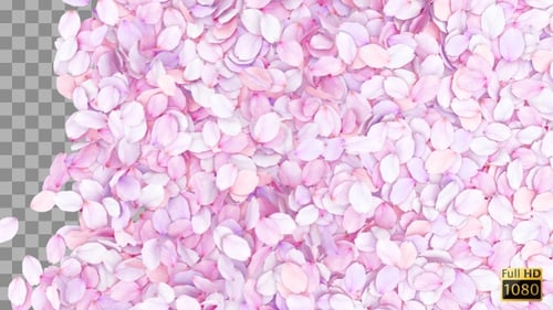 Cherry Blossom Transition