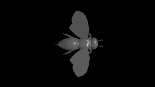 Biene v2