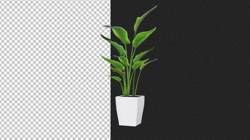 Realistic Growing Potted Plant Animation with Alpha Channel