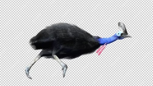 Cassowary Run 2 Right View Loop