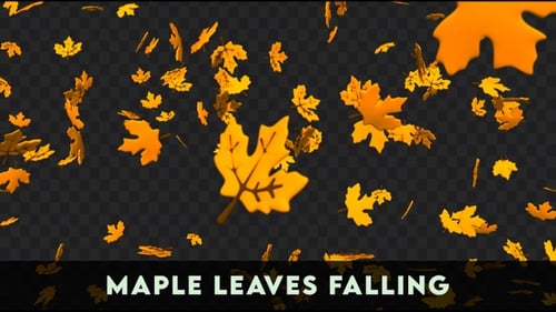 Maple Leaves Falling | Autumn Leaves