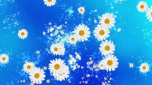 Chamomile Blue Background