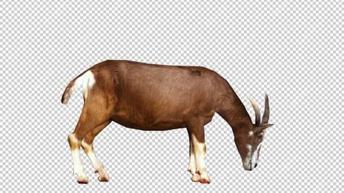 Boucle de vue droite Goat Idle 2