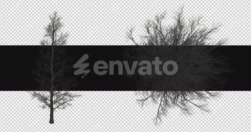 Isolated Bare Tree Branches Transparent Background Overlay