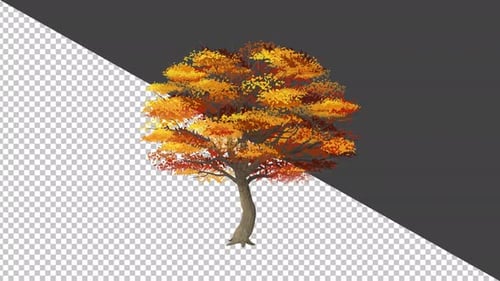 Illustrated Tree Changing Seasonal Leaves Animation