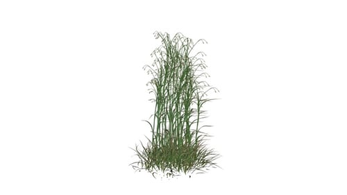 Swaying Tall Green Grass Animation with Alpha Channel