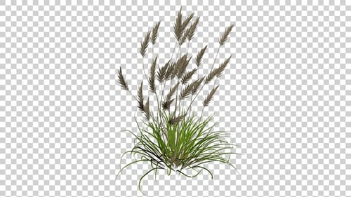 Imperata Grass