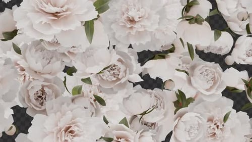 Übergang zu weißen Blumen