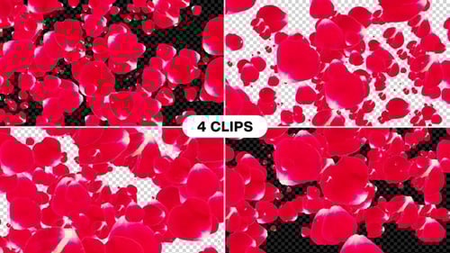 Pétales de rose Transition Alpha