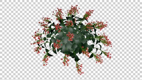 Feinlaubige Flowers