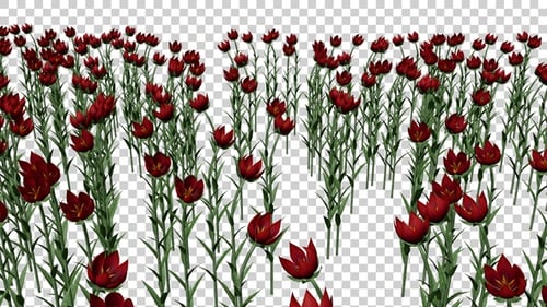 Tulip Flowers Field