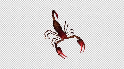 Bloody Golden Scorpion - Fight Loop - III - Top Side Angle View CU - Alpha Channel