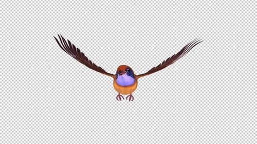 Colorful Australian Bird - Wren Mallee Emu - Flying Loop - Front View CU - Alpha Channel