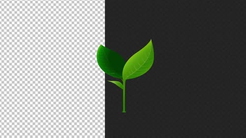 Plant Growing Alpha Channel