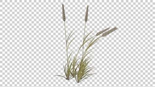 Poaceae Grass