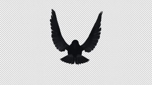American Crow - Black Bird - Flying Loop - Top Back View View - Alpha Channel