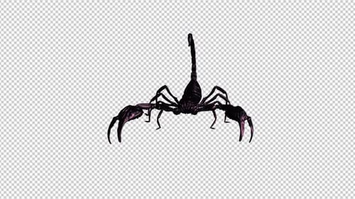 Black Scorpion - Fighting Loop - I - Front View Close Up - Alpha Channel