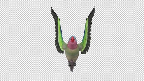 Parrot Bird - Australian Princess - Flying Loop - Front View CU - Alpha Channel