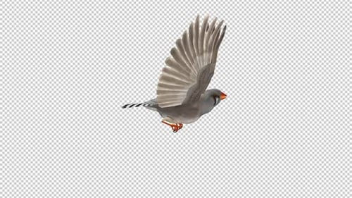 Zebra Finch Bird - Flying Loop - Side View CU