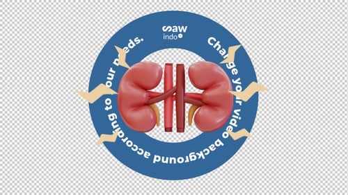 3D Animation Kidney Disease - Transparent Background Loop