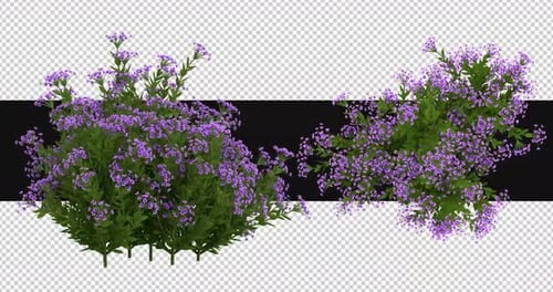 Pack Of 2 Schotti Plant With Flowers On Alpha Loop