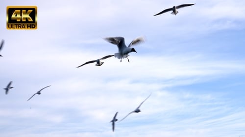 Seagulls Flying Against the Blue Sky