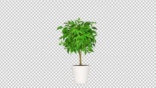 Pot Plant Animation V3