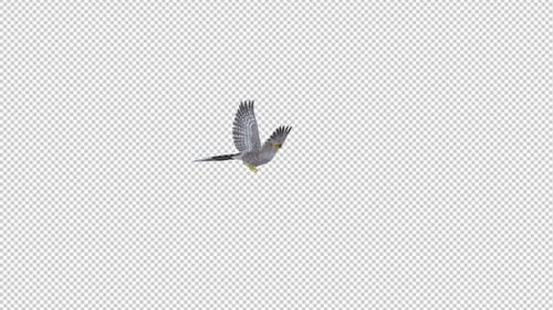 Common Cuckoo Bird - Flying Over Screen - 01 - Alpha Channel