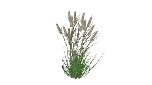 Animated Grass and Reeds Blowing in Wind on Transparent Background