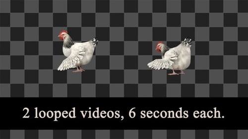 Chicken Eggs Attack Loops Pack