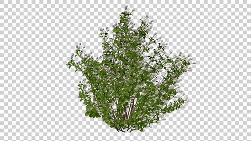 Baccharis Plants