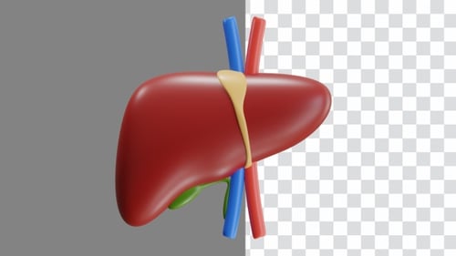 3D Animation of Liver