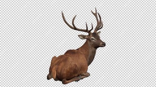 Deer Idle 3 Back View Loop