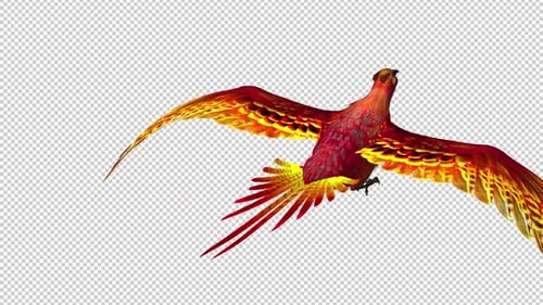 Phönixvogel - Hot Red - Flying Transition II
