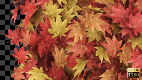 Autumn Leaves Reveal