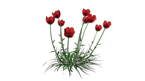 Flores de coquelicot