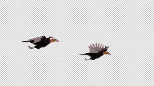 South American Yellow Headed Vultures - Two Raptor Birds - Passing Screen - Side View CU