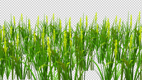 Rice Field