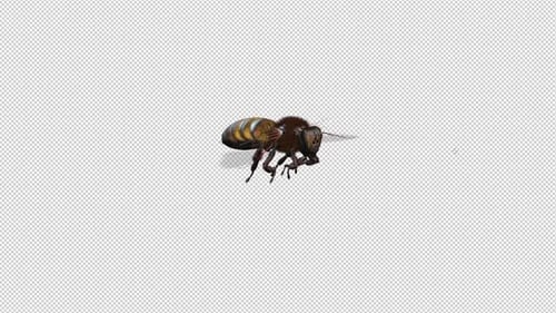 The Honeybee Flying