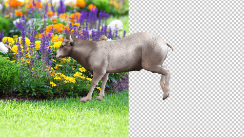 Beceite Ibex Run Side Angle View 2