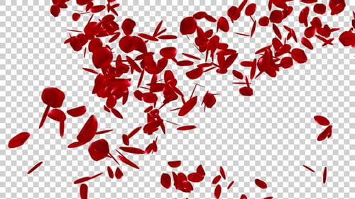 Rose Petals Spiral V4