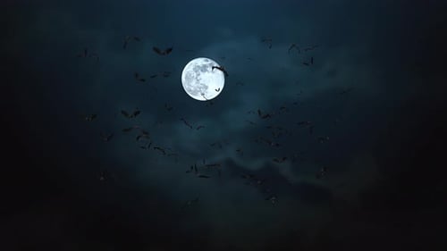 Loop Bats Animation Halloween Black Bats Flying 4K animation on Green screen background