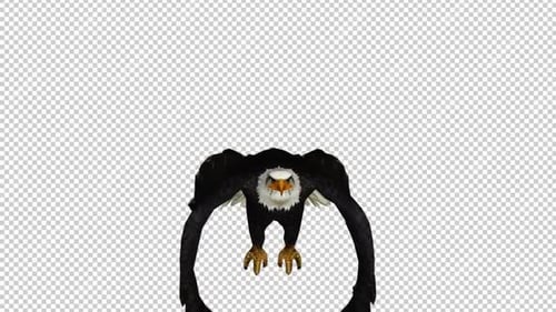 Eagle Take Off Front View