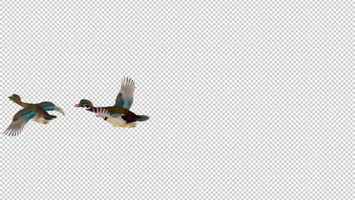 Couple of American Wood Ducks - Wild Colorful Water Birds - Flying Transition II - Alpha Channel 4K