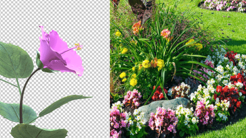 Blooming Pink Hibiscus Flower Side Angle View