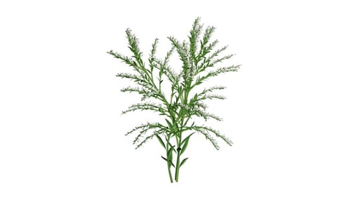 Swaying Green Plant Animation with White Flowers