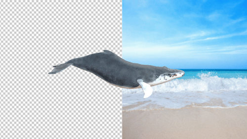 Sea Whale Swimming Side Angle Idle 2