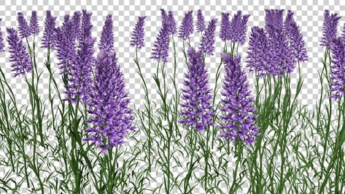 Selloana Flowers Field