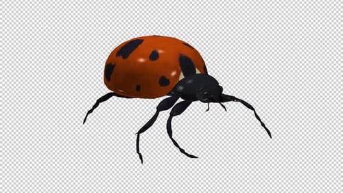 Red Ladybird Beetle Bug - Crawling Walk Loop - Side Angle View CU - Alpha Channel